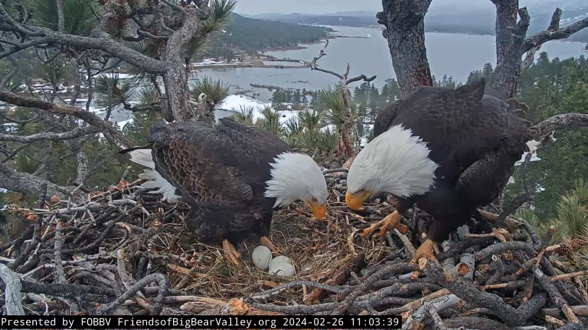 Jackie and Shadow tend their eggs in their nest in Big Bear, California.  Picture courtesy of the eagle cam (friendsofbigbearvalley.org).