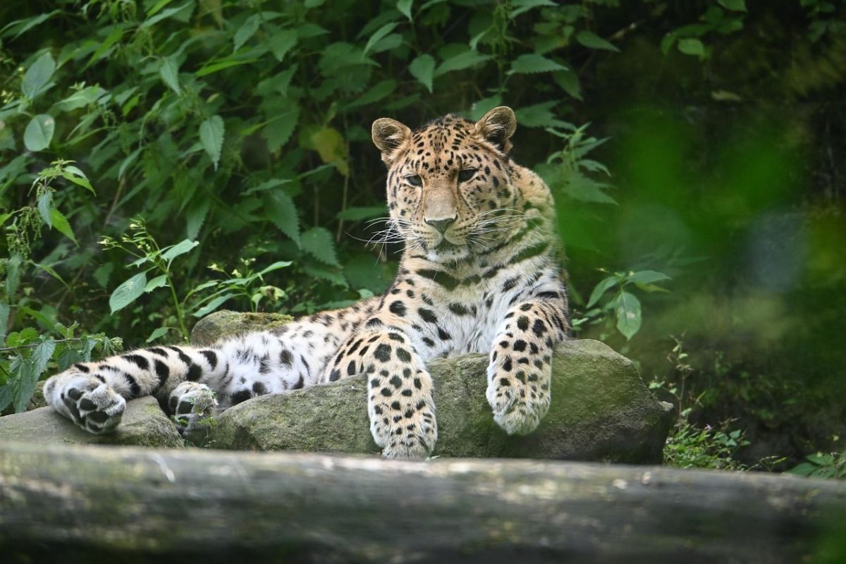 The Amur leopard faces extinction.