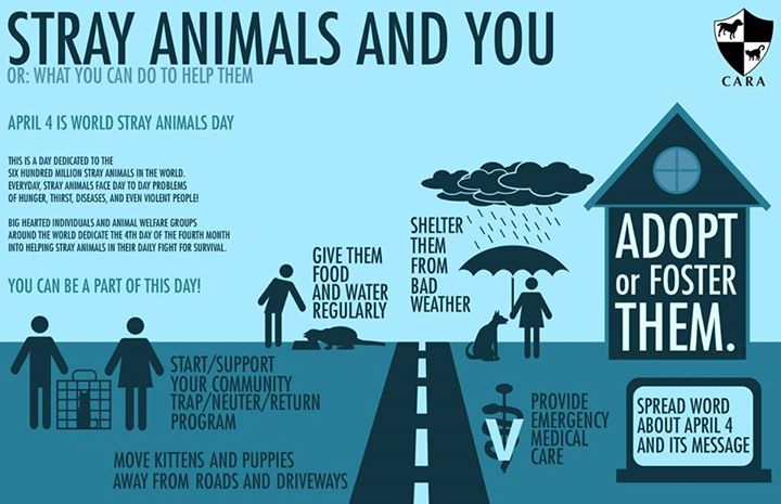 Stray Animals