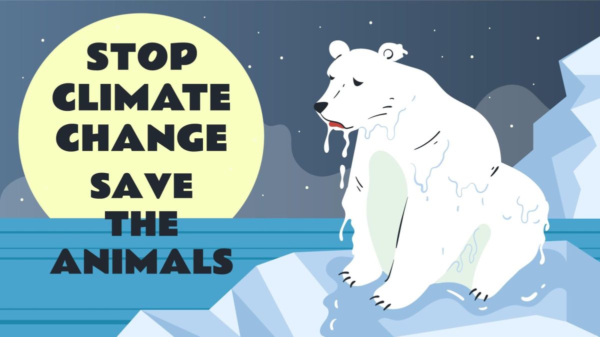 Climate change is the downfall for polar bears.